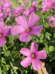 Oxalis hispidula