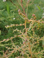 Suaeda maritima