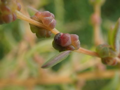 Suaeda maritima