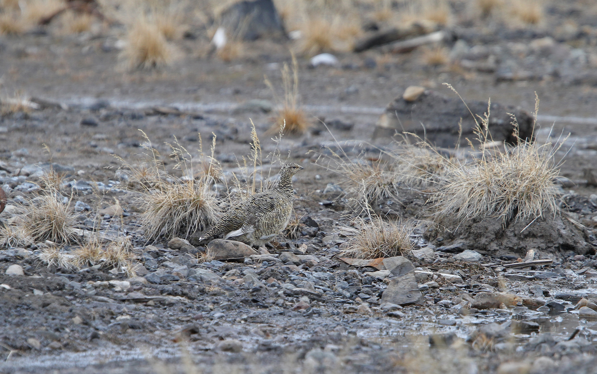 Rock Ptarmigan