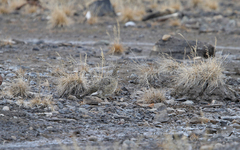 Lagopus muta hyperborea