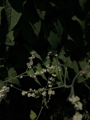 Antigonon flavescens