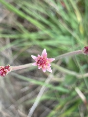 Pfaffia tuberosa