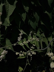 Antigonon flavescens