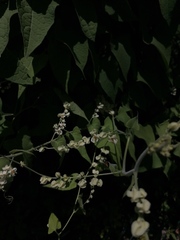 Antigonon flavescens