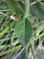 Pfaffia tuberosa
