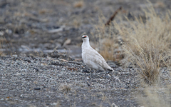 Lagopus muta hyperborea