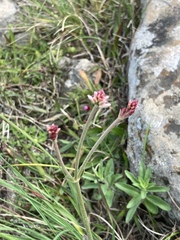 Pfaffia tuberosa