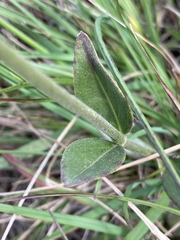 Pfaffia tuberosa