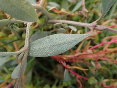 Atriplex portulacoides