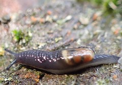 Vitrinobrachium breve