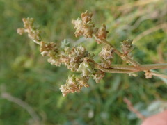Atriplex portulacoides