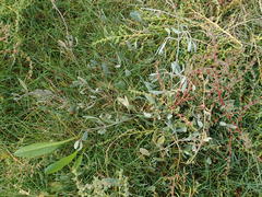 Atriplex portulacoides