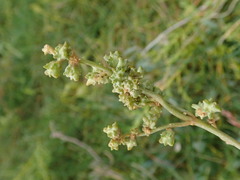 Atriplex portulacoides
