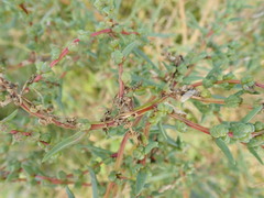 Suaeda maritima