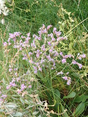Limonium vulgare