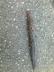 Limax maximus