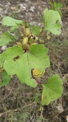 Xanthium strumarium