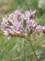 Limonium vulgare