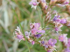 Limonium vulgare