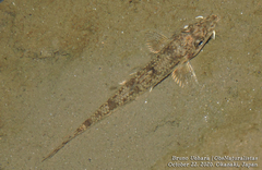 Pseudogobio esocinus