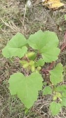 Xanthium strumarium