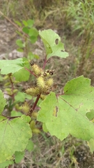 Xanthium strumarium