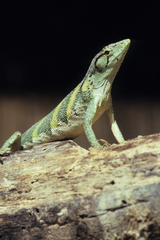 Polychrus marmoratus