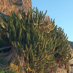 Austrocylindropuntia subulata