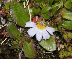 Scaevola hookeri