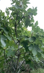 Ficus carica
