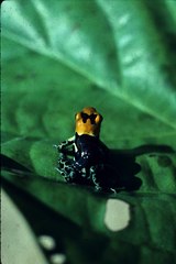 Ranitomeya fantastica