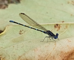 Argia sedula