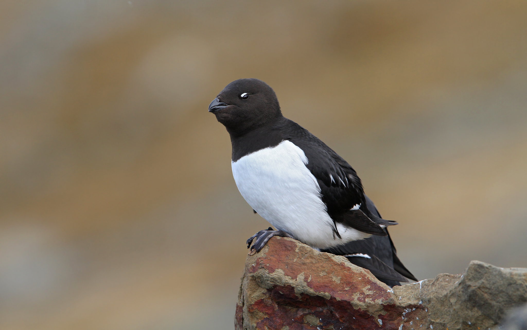 Little Auk (Alle alle)