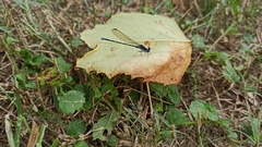 Argia sedula