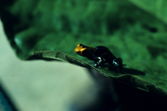 Ranitomeya fantastica