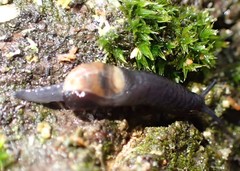 Vitrinobrachium breve