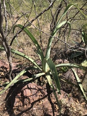 Agave vilmoriniana