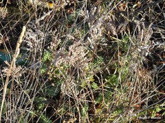 Petrosedum sediforme