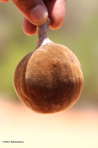 fony baobab