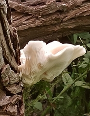 Pleurotus pulmonarius