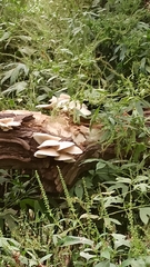 Pleurotus pulmonarius