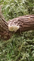 Pleurotus pulmonarius