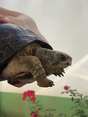Terrapene carolina yucatana