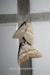 Phalerodonta bombycina