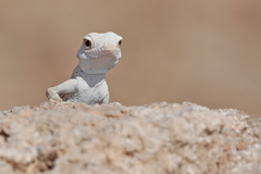 Pristurus carteri