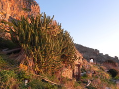Austrocylindropuntia subulata