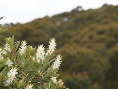 Orites lancifolius