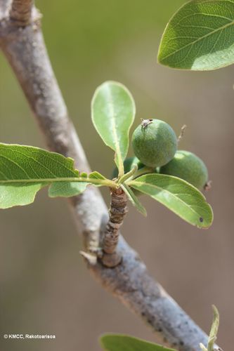 Terminalia mantaly image