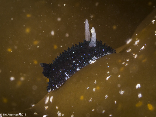 Atalodoris pictoni